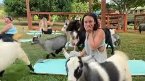 Goat Yoga video